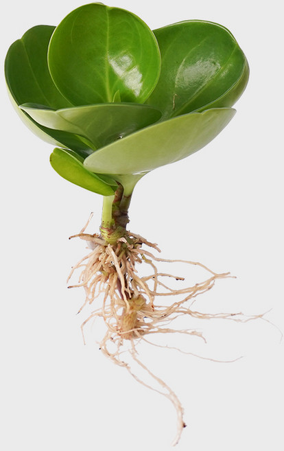 메이크정글 잔여물 걱정 없는 수경재배 흙 세척 식물 모음, 청페페, 1개