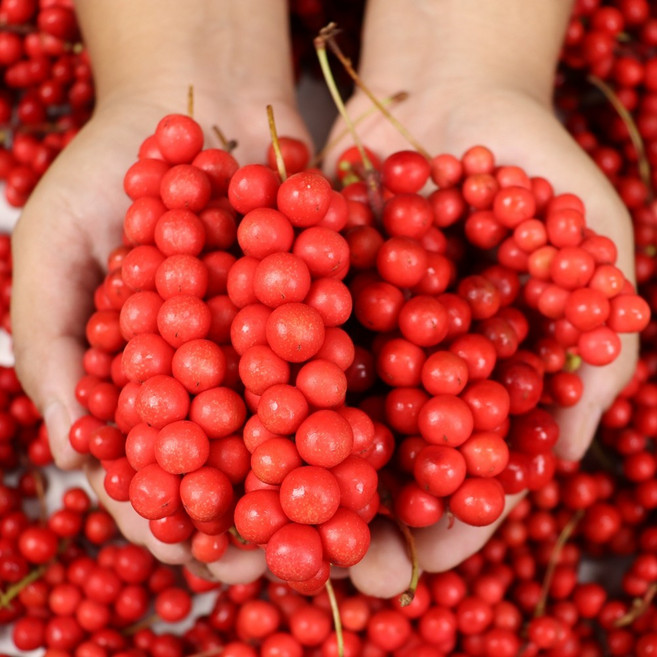 제천 생오미자 햇오미자 오미자 생과 5kg 오미자청 당절임 10kg, 1박스, 푸띠 제천 오미자 담근청 10kg, 10k