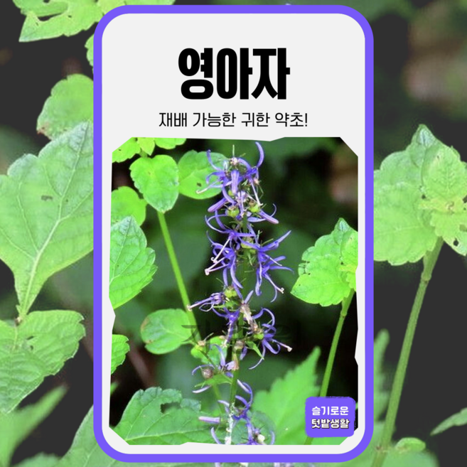 영아자 씨앗 300립 가람원 종자 모종 작물 텃밭 씨 주말농장 산미나리 미나리싹, 1개