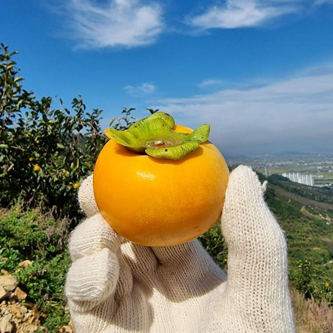 쑥이네 농장 진영단감 햇 단감 부유단감 농가직송 5KG, 20