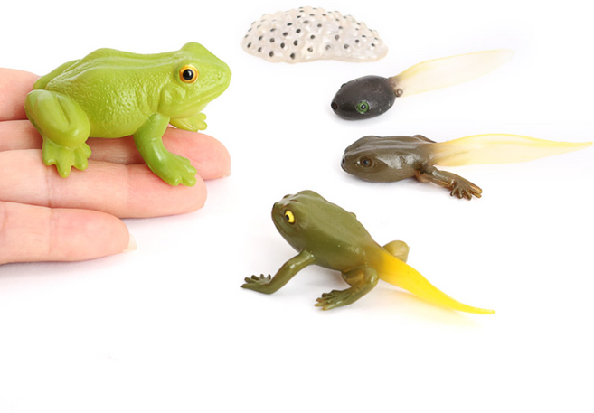 제트피규어 개구리 성장과정 성장 한살이 피규어 동물 모형 장난감, 1개