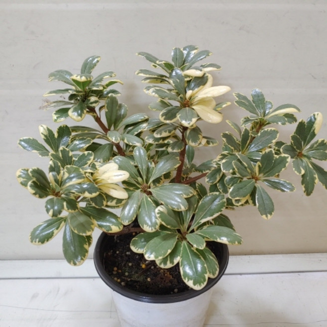 [성심]새로입고- 무늬만리향(중)179, 1개