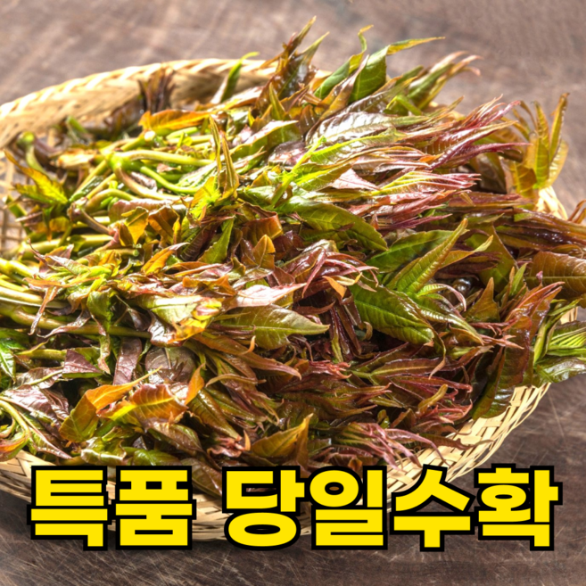 [100%자연재배] 국산 가죽나물 가죽순 참죽나물, 1박스, 500g