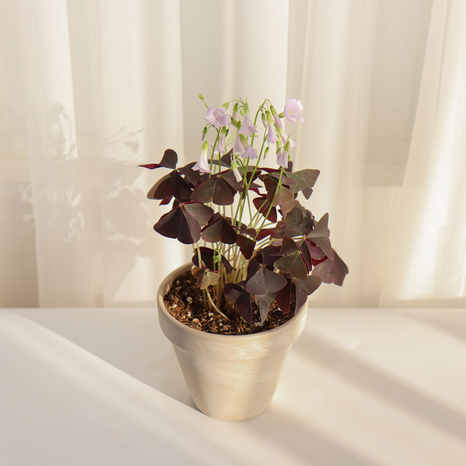 갑조네 보라사랑초 자주사랑초 와인사랑초 야생화 옥살리스, 4개, 단일