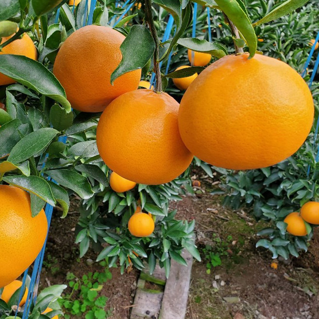 제주 고당도 천혜향 서귀포 농장 직송, 1박스, 가정용 5kg