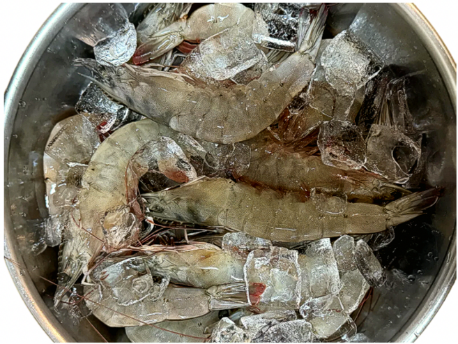 [산지직송] 통통 탱글탱글 신선한 통영 자연산 활새우, 1박스, 무항생제 1kg