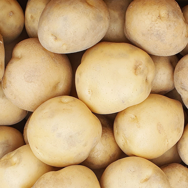 26년 하우스 햇감자, 1개, 감자 3kg(왕특/조리용 150g이상)