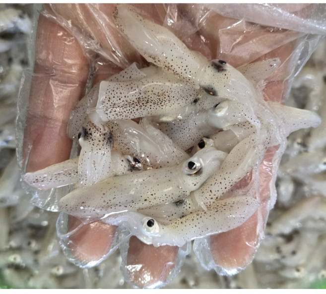 국내산 호래기 꼴뚜기 500g 자연산 제철수산물 [원산지:국산(충청남도 보령시)], 1개