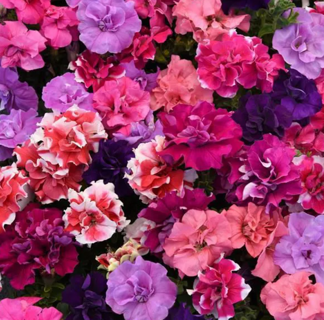 다년초사랑농원 겹페츄니아 더블 매드니스 혼합 (2포트묶음) [일년초 꽃모종 봄꽃 여름꽃 가을꽃], 2개