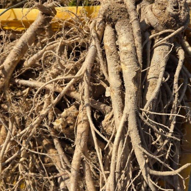 해찬솔농원 국내산 3년근 백도라지, 1박스, 1kg