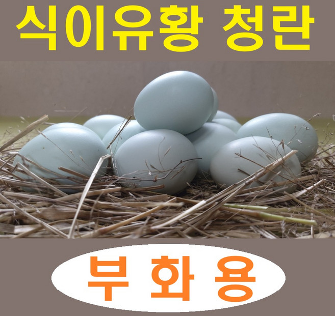 강원고성 자연방사 청란 (부화용) 병아리부화 부화계란 유정란 산란용 청계란 (난각1번), 20개