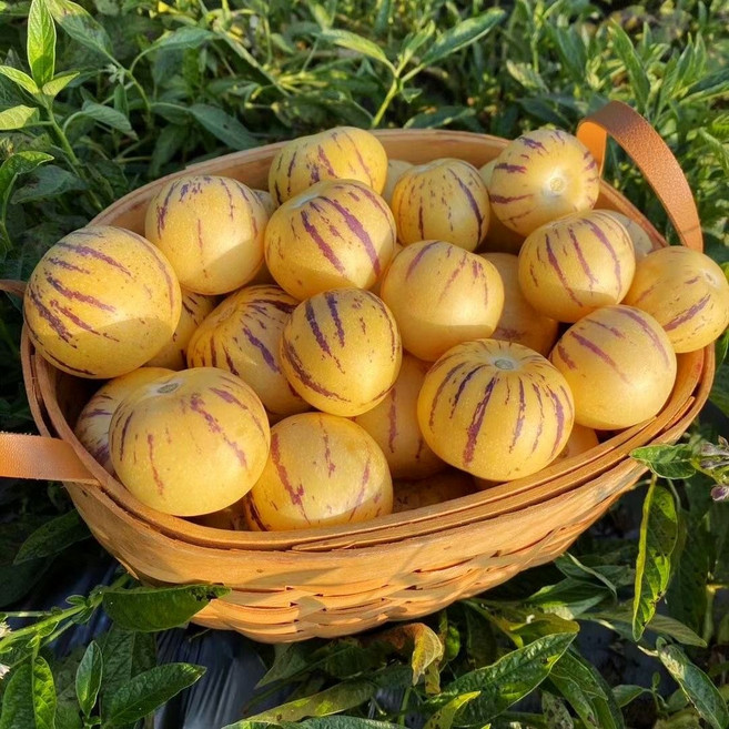 1+1/2+2/3+3케슬라 크림향 페피노 멜론 씨앗 즙이 많은 인삼과 노란 과육 분재, 2개