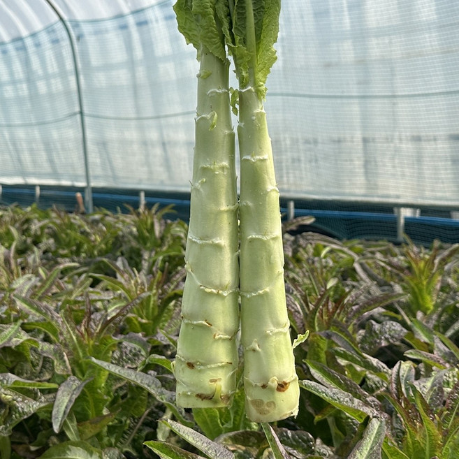 국산 유기농 궁채 레드 나물 상추대 궁채줄기 1kg, 1개