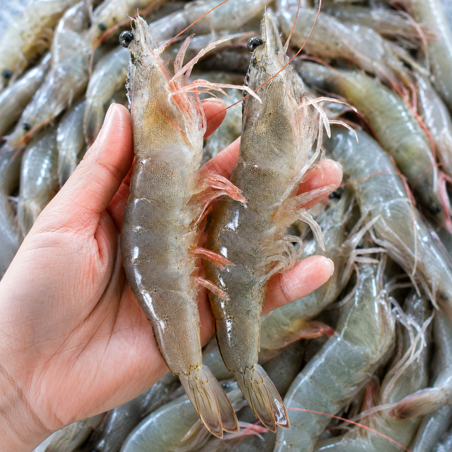 맛통령 국내산 흰다리새우 활새우, 1개, 활 흰다리새우 1kg (40~50미내외)