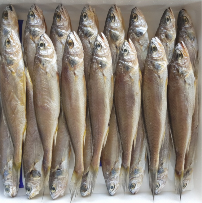 국산 반건조 손질 참조기 18미 현지직송 (냉동) 굴비, 1개, 국내산 참조기 (15미 / 20cm내외) 대