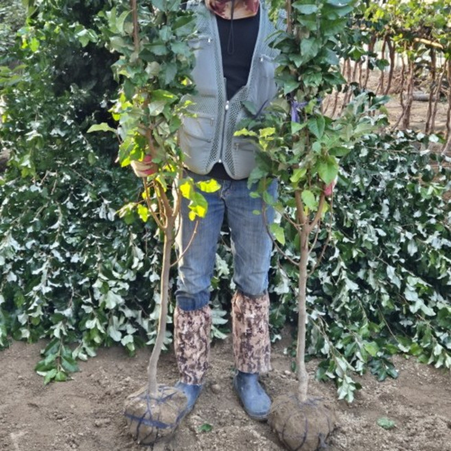 왕보리수나무 결실주 3년생 약용수