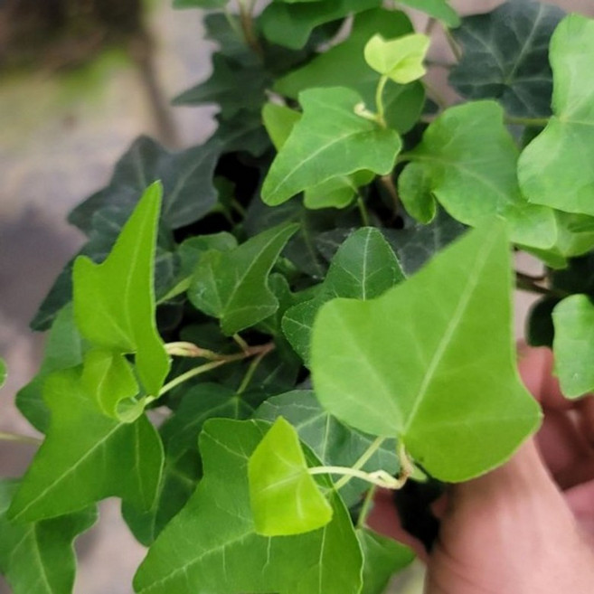 헤데라 헤릭스 오리지널 청아이비 공기정화식물 덩굴식물 인테리어 A06