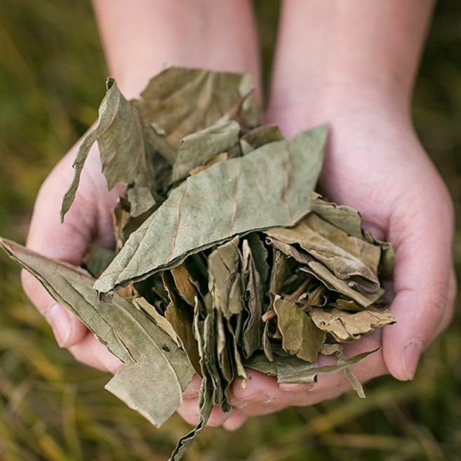 한가람건강원 국산 건조 감나무잎 감잎 시엽 약초 200g, 1개