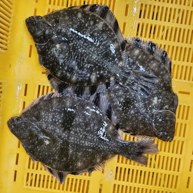 국내산 강도다리 원물 1kg 손질후 400g 생선회 창원 맛집 동부회센타, 1개, 강도다리 세꼬시필렛 원물1kg+초장세트