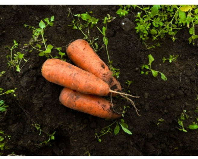 제주 구좌 당근 경남 흙 당근 국내산, 1박스, 맛있는 햇당근 중품(주스용)/[산지직송] 1Kg
