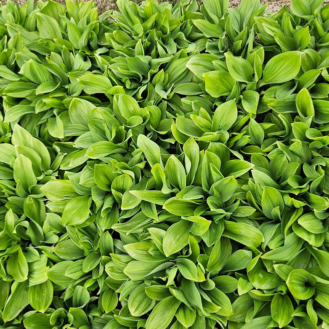 2026 강원도 울릉도종 잎명이 산마늘, 1박스, 4kg