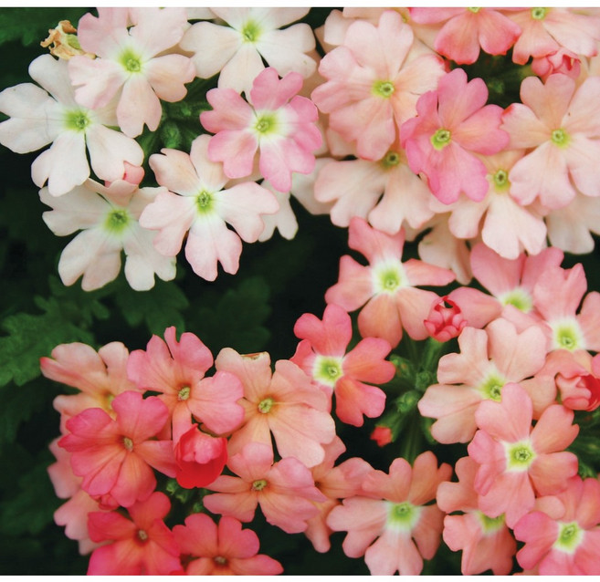 버베나 투스카니 컬러선택 (꽃씨앗/10립) Verbena Tuscany, 1개