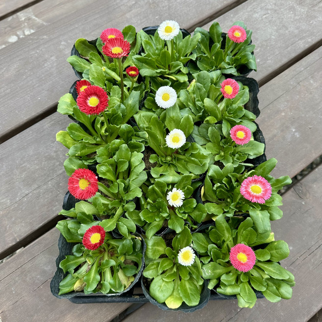 데이지 봄꽃모종 3색15개세트, 1개