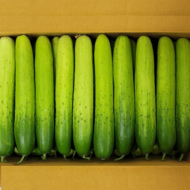 오이 백다다기 백오이 오이지용 소박이용 특품, 25개, 개당