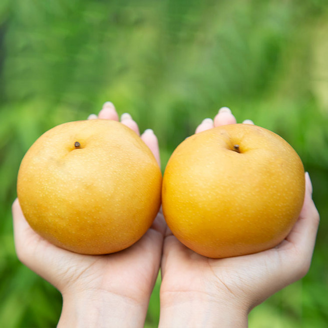 국내산 나주 신고배 햇배 생과, 1박스, 6kg (12과 내외)