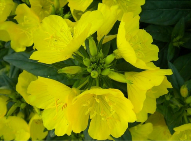 황금낮달맞이 노지월동 다년초 모종5개 숙근용 규격8cm포트묘 케이야생화, 5개