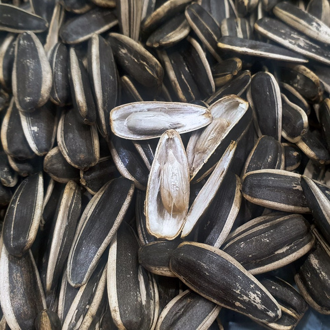 껍질해바라기씨 1kg 슈퍼푸드 해바라기씨 애완동물간식 쪽빛누리, 1개