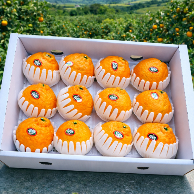 [오늘상회] 프리미엄 써니트 한라봉 선물세트 고당도보장, 1박스, 3kg 중과(12~14과)