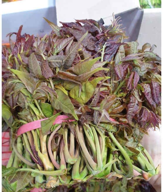 [2주한정] 가죽나물 참가죽 자연산, 1개, 500g