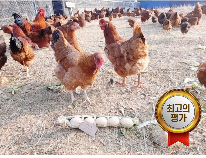 한국인의 밥상이 인정한 계룡산 토종닭 chicken 백숙재료(은행/밤/대추)무료, 1개, 1.8kg