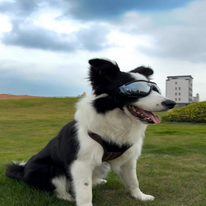 Plitol 펫고글, 1개, 투명