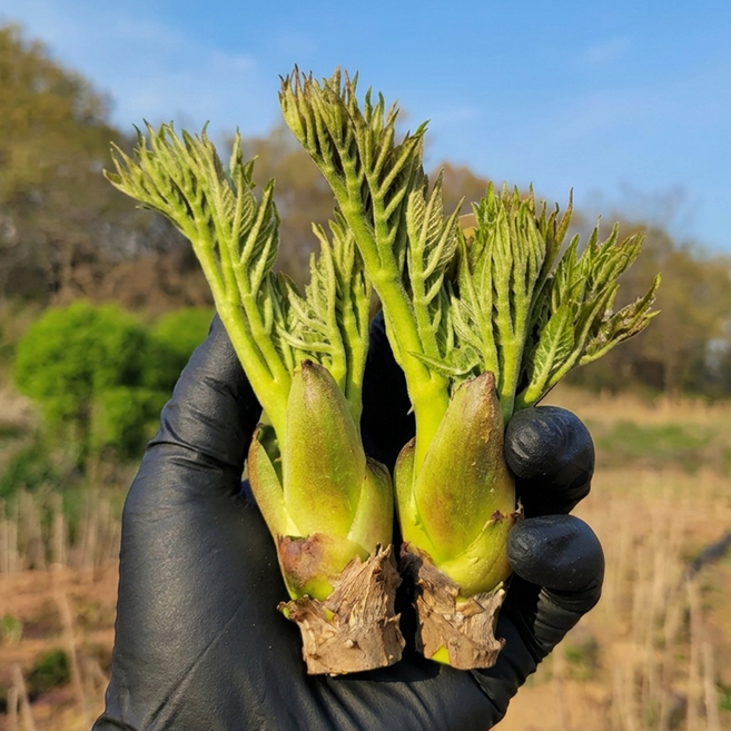 [품절임박] 국산 참두릅 자연산 두릅 특품, 1박스, 1kg