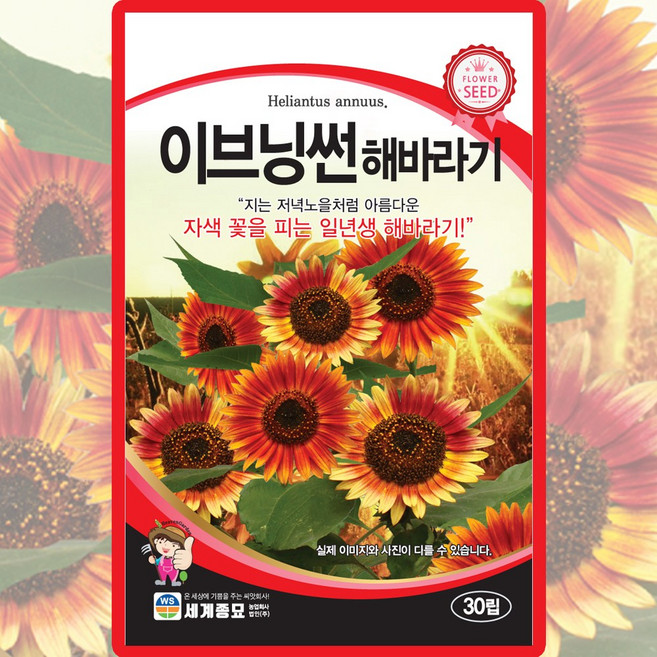 세계종묘 이브닝썬 해바라기 씨앗 30립 해바라기씨 꽃씨 야생화 종자, 1개