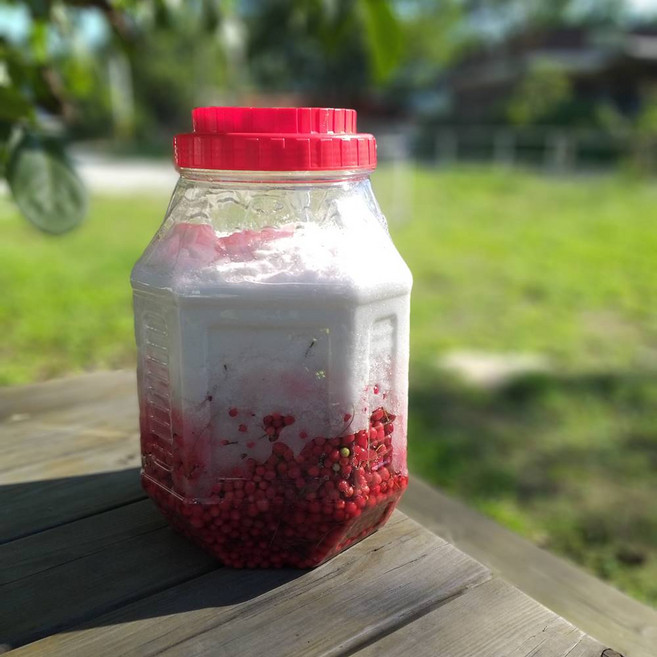 문경 오미자청 원액 생오미자 당절임 10kg, 1개, 2025년 생오미자 당절임 10kg 흰설탕