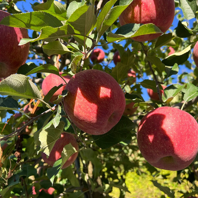금메달농수산 정품 청송 얼음골 부사사과, 1개, 2kg 중과 8-10과