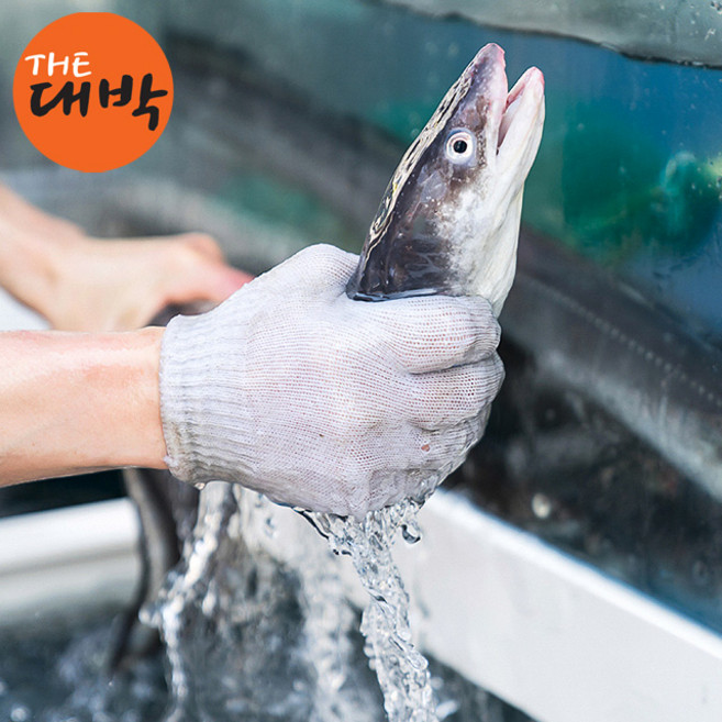 통영 바다장어 당일손질 붕장어 아나고, 1개, 바다장어 1kg