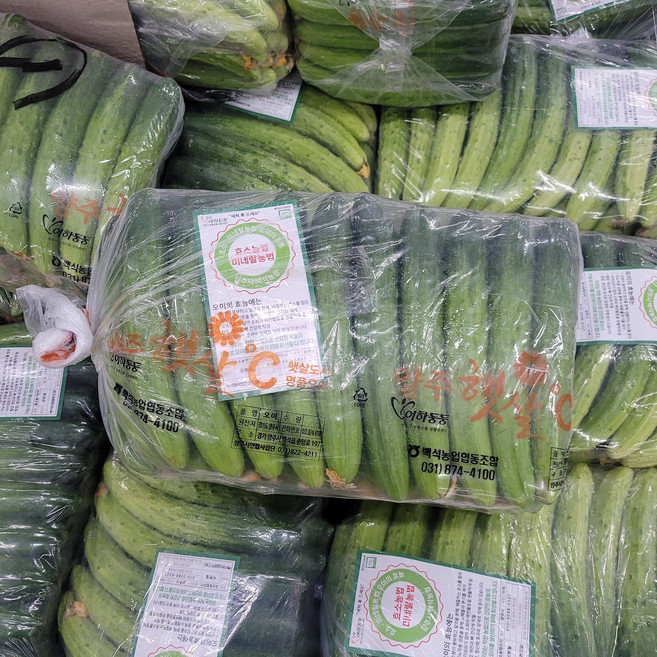 오이지오이 50개내외 오이지용, 1박스