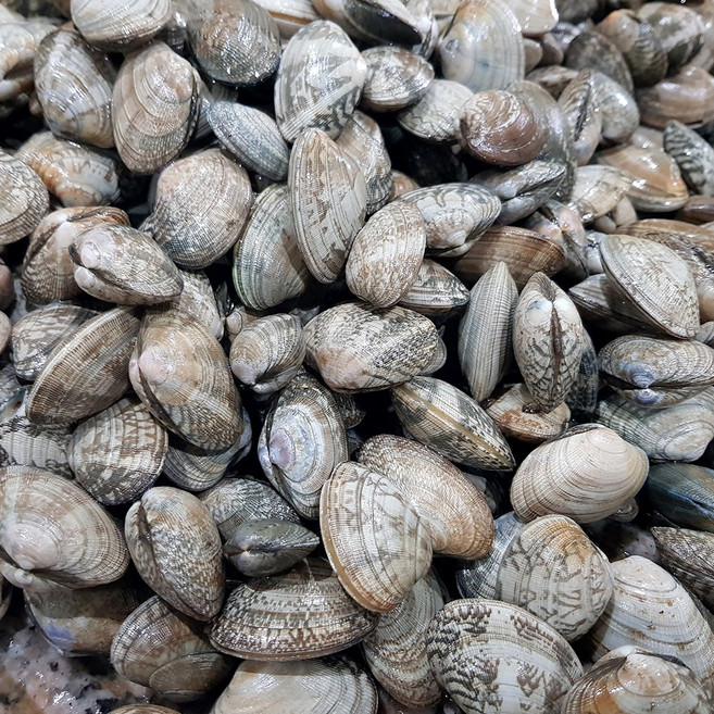 바지락(국내산_고창) 5kg, 1개