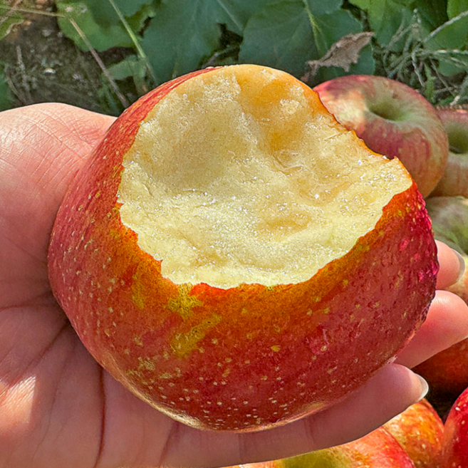 [한정특가] 달콤아삭 한입사과 청송꿀사과, 1박스, 2kg