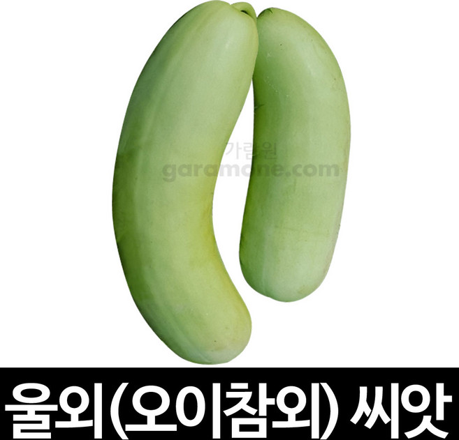 울외 씨앗 오이 참외 씨앗 채소씨앗 야채 종자 20알, 1개