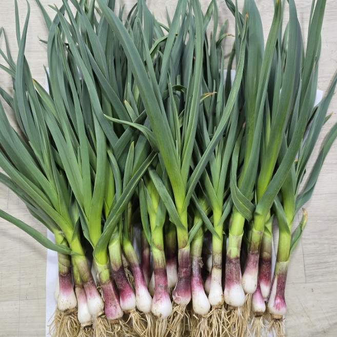 [한스푼푸드] 국내산 노지 풋마늘 풋마늘대, 1개, 1kg