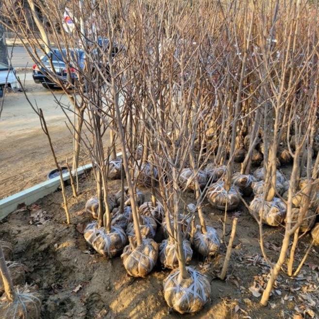 (나무농장) 포포나무(뽀뽀나무) 결실주 분, 1개