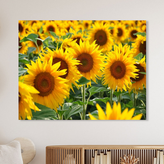 세잔느화실 풍수 캔버스액자 10 활짝 핀 해바라기 들판, 옐로우