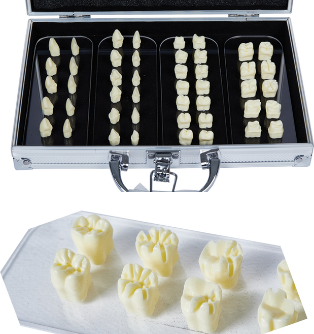 AM054/ 치아 삭제 및 프렙과정 단계별 순서 보여줌 지대치 트리밍 덴티폼 모형, 1개