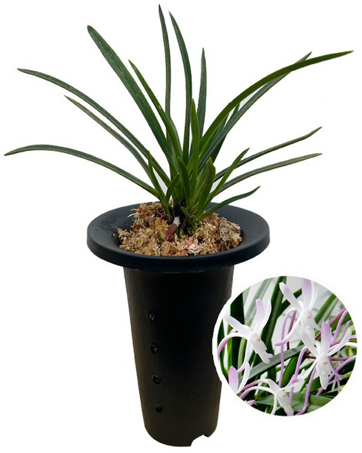 주천왕/풍란/동양란/고급난/선물용/취미난/옹기/화분/나라아트, 1개