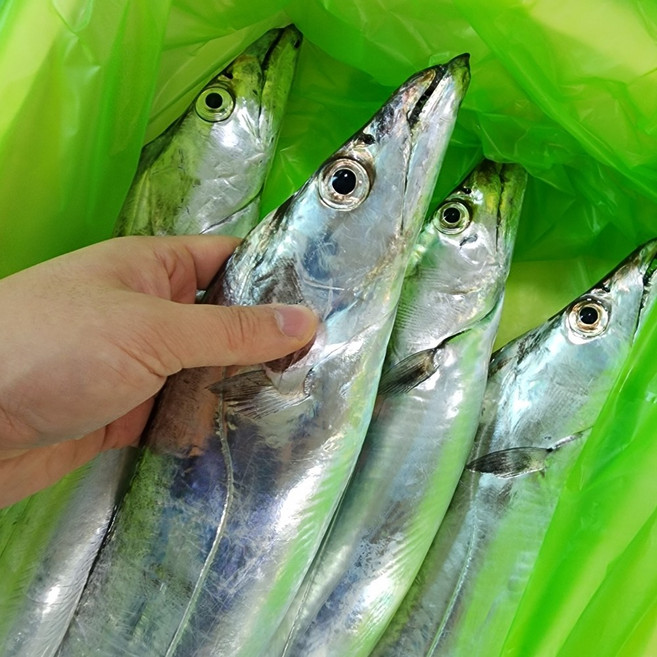 새벽경매 제주갈치 생갈치, 생물갈치 특대 500g 4마리 2kg, 1개